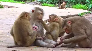 Amazing Little Monkey Take Care Baby Monkey With Family's And Happy Animal Live #HM606