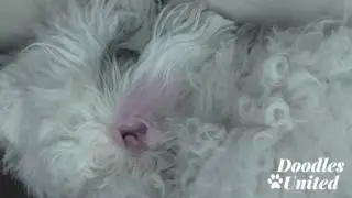 How to Pluck Your Doodle Dog's Ear Hair | Sheepadoodle, Goldendoodle, Labradoodle...