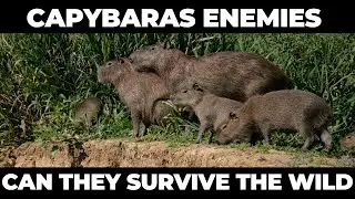 Capybara&rsquo;s Greatest Foes Can They Survive the Wild!