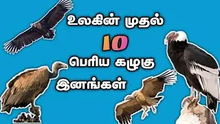 உலகின் முதல் 10 பெரிய கழுகு இனங்கள் (Top 10 Largest Eagle Species in the World)