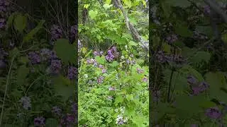 Spring flowers in Canada are so beautiful