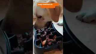 Buster the Yellow Lab's Mealtime Bliss with Super Feedy Slow Feeder Bowl
