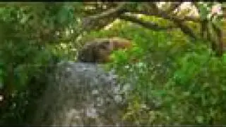 Rock Hyrax of Loma