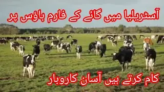 Modern Cow Dairy Farming - Cow Milking Technology Machine - Smart Dairy Farm #viralvideo 