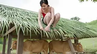 Making a Shelter for Cows with What I Had