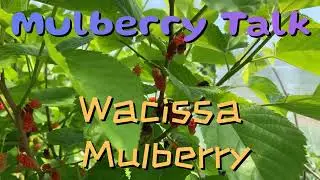 Wacissa Mulberry