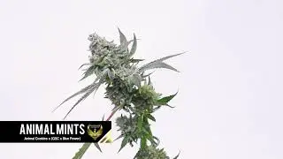Animal Mints