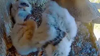 EP#123 #falcon Review beautiful birds life in their nest with nature #birds #nature #lovebirds