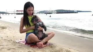Lovely amazing cute girl playing with groups of baby cute dog - Best funny cute dog part / 02