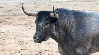 Salida 4º toro de JOSÉ ESCOLAR: 