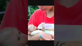 Eli monkey Lucky have Mom Take Ccare