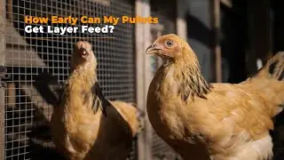 How Early Can My Pullets Get Layer Feed?