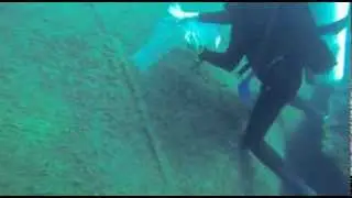 Release of first 32 captive raised Ps. saulosi at Taiwanee Reef