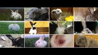 Hybrid animals &ndash; natural or not