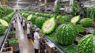How Bitter Gourd Juice Is Made | Korola Juice Factory Process