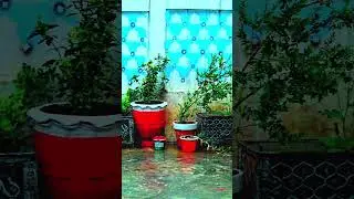 #barish #baran #rain #barsaat