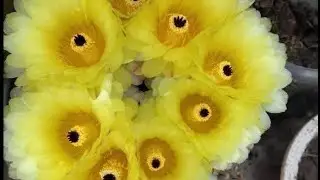 Faalix macetas y mas,macetas,bailes,animales, jardin, cemento, plantas, cocina, recetaspostres