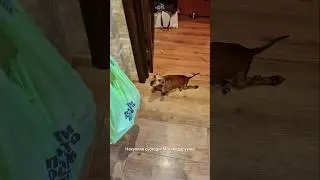 Подарунки на День Народження #dachshundlove #dachshund #dogcrazy #pets #puppy #sausagedog