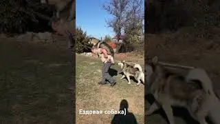 #собака #маламут #животные #хаски #собаки #ездовая #топ