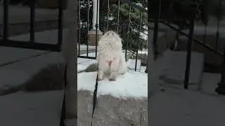 Siberian cat sees snowfall for the first time! 🌨️🥰