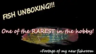 Unboxing ULTRA RARE aquarium fish!!!!First time in Greece!!!!