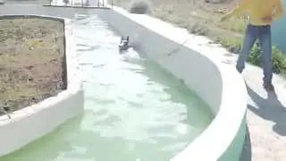 HORSE TRAINING DAY.RACE HORSE.SWIMMING POOL