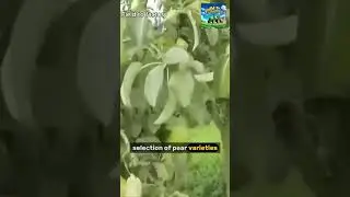 The Extensive Journey of Pears from Farm to Table