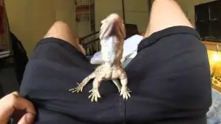 Sand Monitor [Varanus Gouldii Flavirufus] Handling