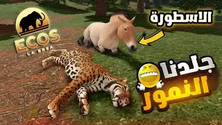 محاكي الحيوانات Ecos la brea | كيف تجلد اي نمر يواجهك 👌🔥