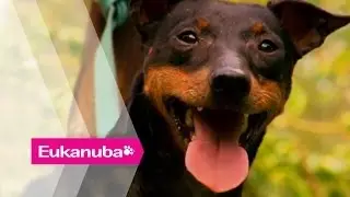Cane Toads hunted by Manchester Terrier | Part 2 | Extraordinary Dogs