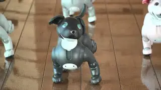 aiboエスプレッソ エディション誕生 歴代全カラーモデルがダンスでお祝い