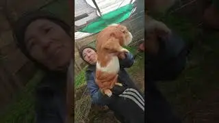 Biggest Guinea pig in the world