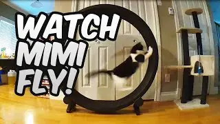 One Fast Cat Exercise Wheel ft. Mimishka!