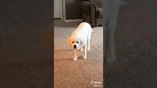 &ldquo; Coconut NO&rdquo; (TikTok dog)