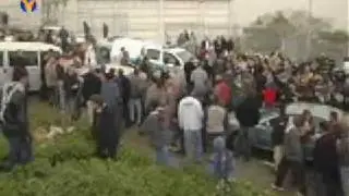 حصاد مارزل في ام الفحم
