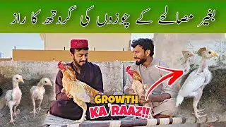 Aseel Chuzo Ki Tez Aur Sehatmand Growth – Baghair Kisi Maslay Ke by Hasnat Pets Point