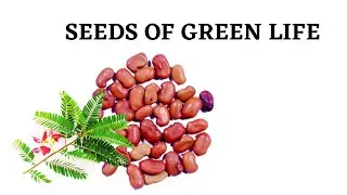 Agati | Sesbania Grandiflora Sesban | Swamp-Pea | Hummingbird Tree Plant Seeds Of Green Life