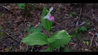 Brokenhead Wetland Interpretive Trail