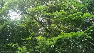 Central Catchment Nature Reserve