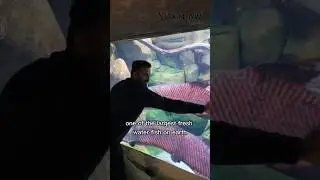 Арапайма &mdash; одна из крупнейших пресноводных рыб на Земле! 🌊🐟