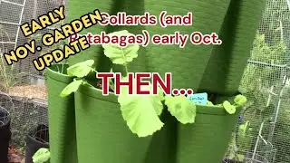 ОБНОВЛЕНИЕ ЗА НОЯБРЬ: Удачных садовых работ! Сбор зелёной фасоли, капусты и цветов🌱