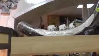 Саха Якутия . Бивни мамонта . YRR