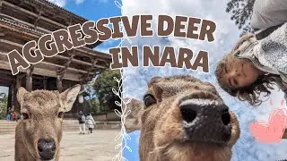 spending the day at japan's famous deer park