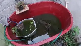 Haciendo un nuevo filtro de pantano para las tortugas.