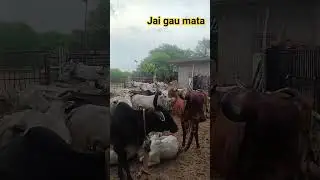 jai gau mata #gaumata #gaurakshak #gaushalaaniruddhacharya #gaubhakt #viral #shortsvideo #radharan