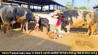 लखनऊ में Istiyak Dairy Farm पर पंजाब से आई टॉप क्वालिटी भैंसें देखें व बिकी हुई भैंसों की कीमत जानें