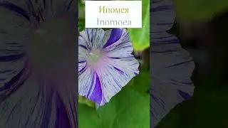 Ипомея Венецианская (Ipomoea).🤩 #flowerworld #цветы #flowers
