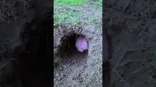 Rabbit digging hole #rabbit #bunny #cuterabbit #RabbitLife