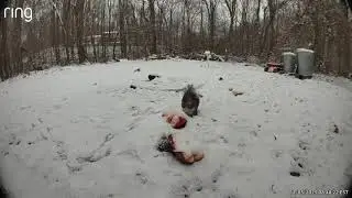 Snow Day Survival: Deer Chill, Crows Stock Up, Squirrel Panics & Fox Checks Hours