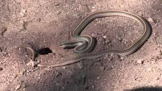 Snake Peeks 10: Dig it! Western Patch-nosed Snake Going After a Rodent
